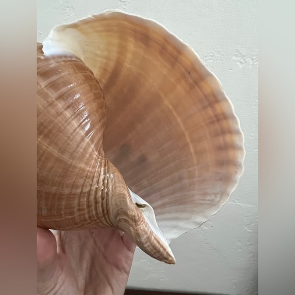 Large Turban Sea Shell Giant Tonna Cepa shell beach nautilus nautical decor - Picture 12 of 12